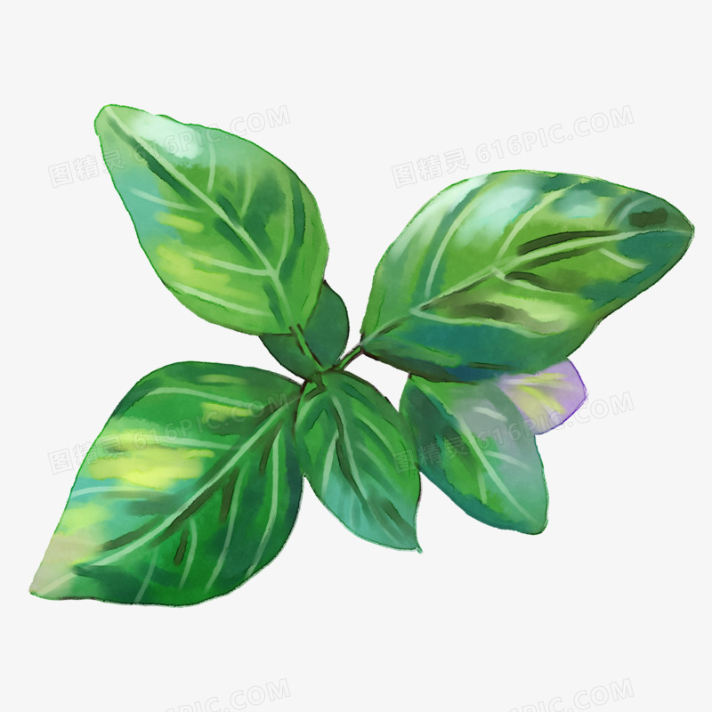手绘清新绿色的叶子素材
