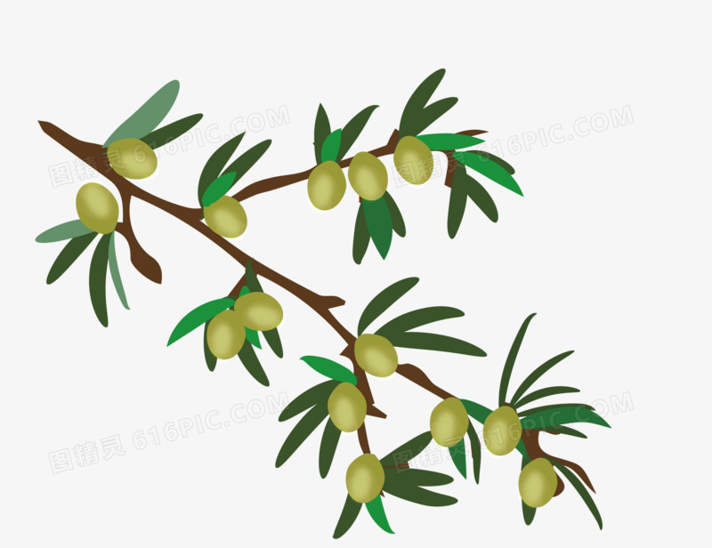 手绘橄榄树枝矢量图元素素材