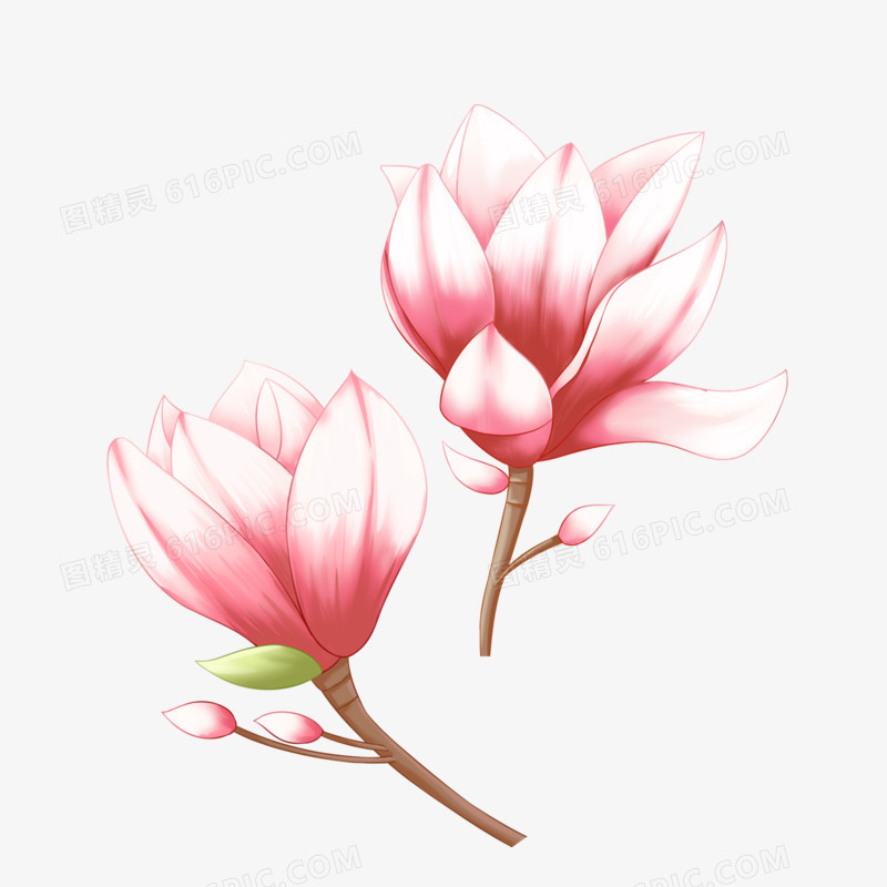唯美两支玉兰花