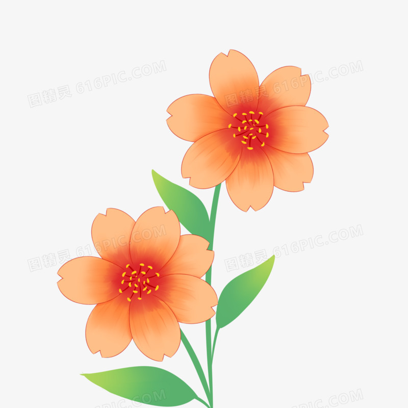 清新唯美小邹菊
