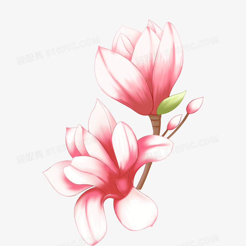 粉色两朵唯美玉兰花