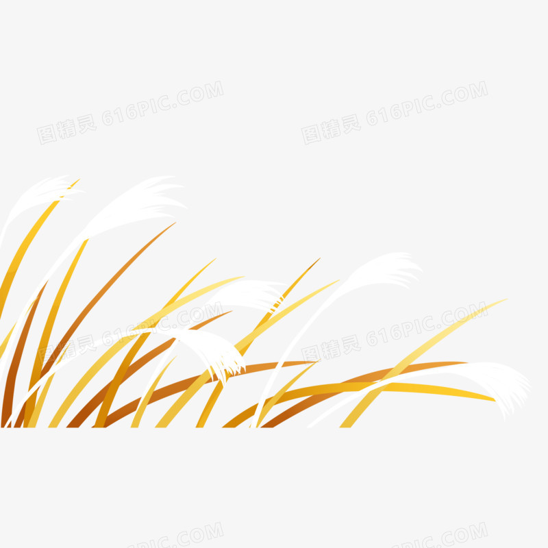 秋季唯美芦苇丛