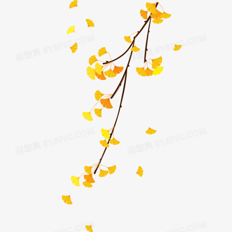 秋季唯美金黄银杏树