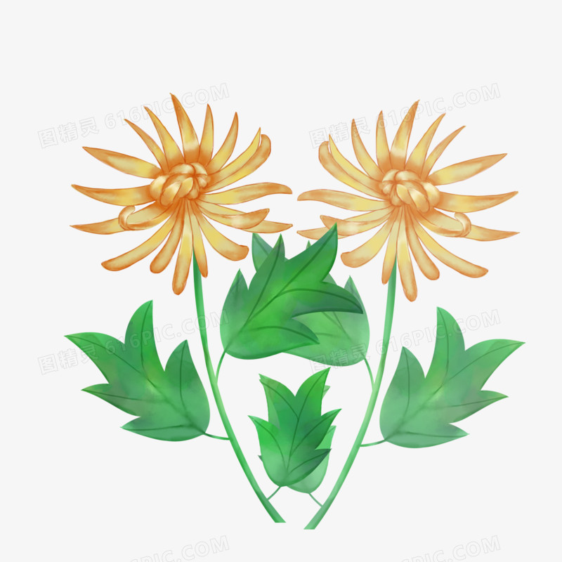 秋季重阳中国风菊花