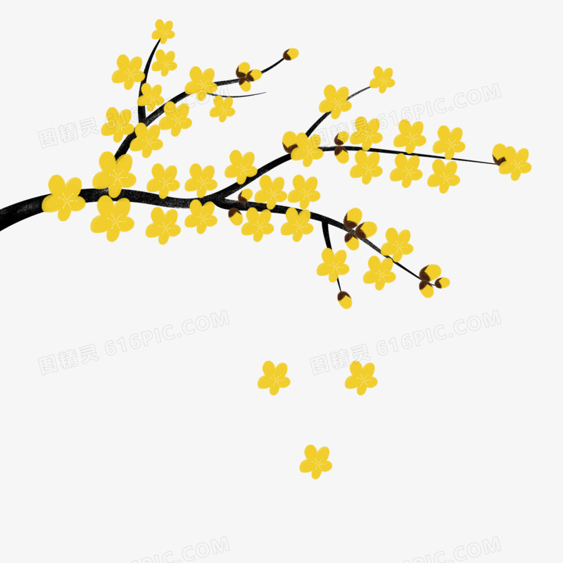 黄色清新冬季植物腊梅png免抠