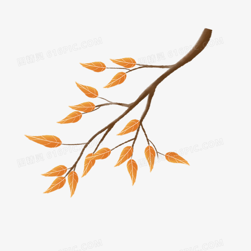 秋天树叶树枝插画元素