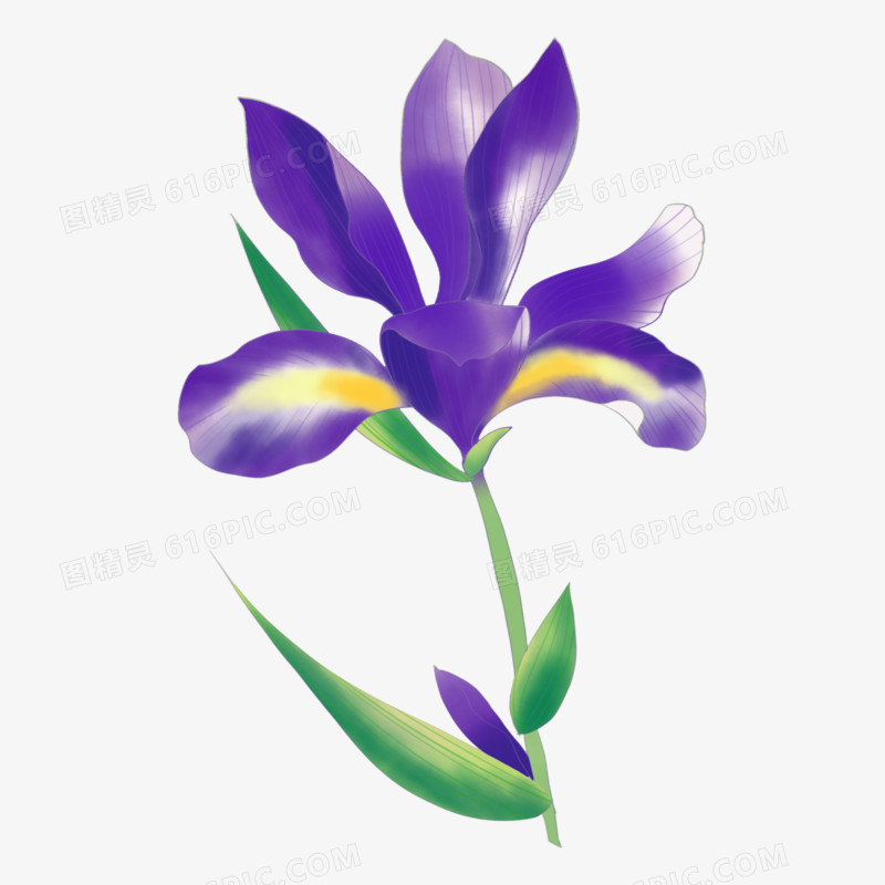 水彩淡雅紫色鸢尾花