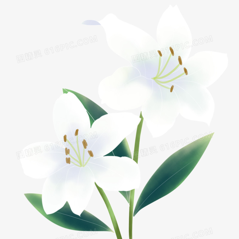 水彩淡雅白色百合花