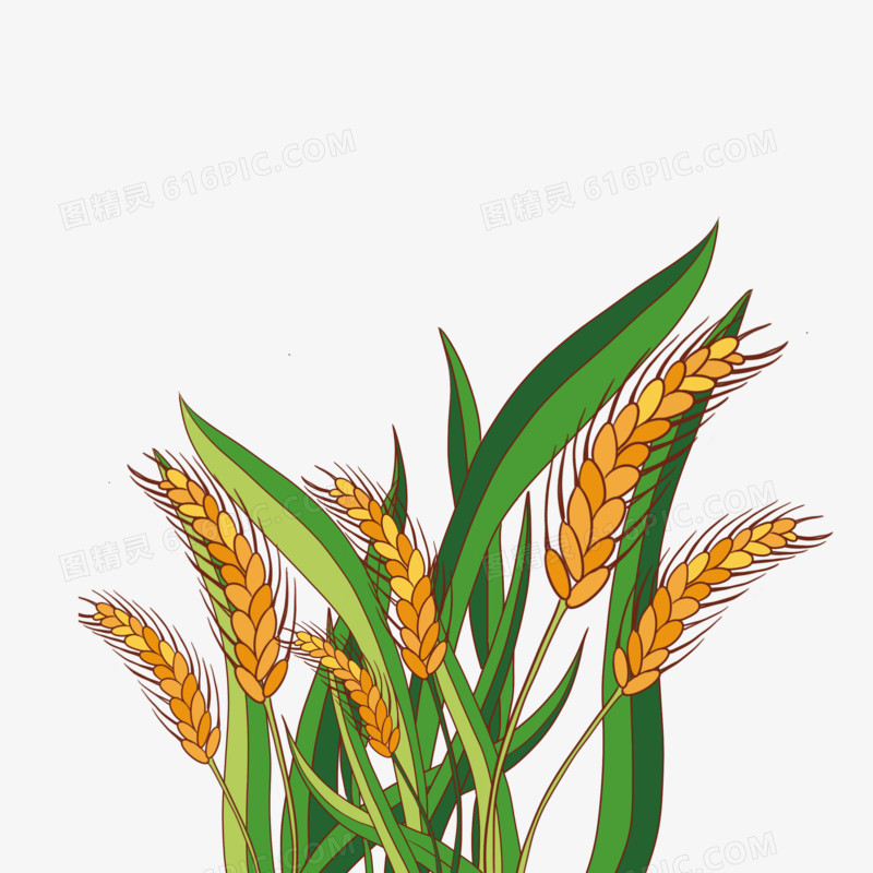 写实小麦麦子水稻