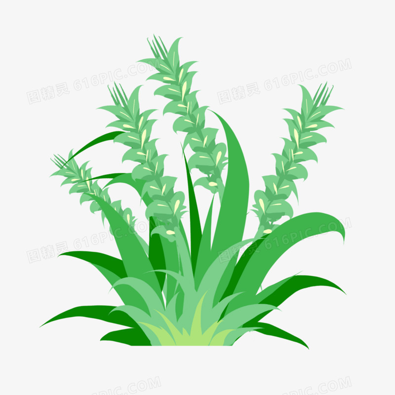 绿小麦植物农作物元素