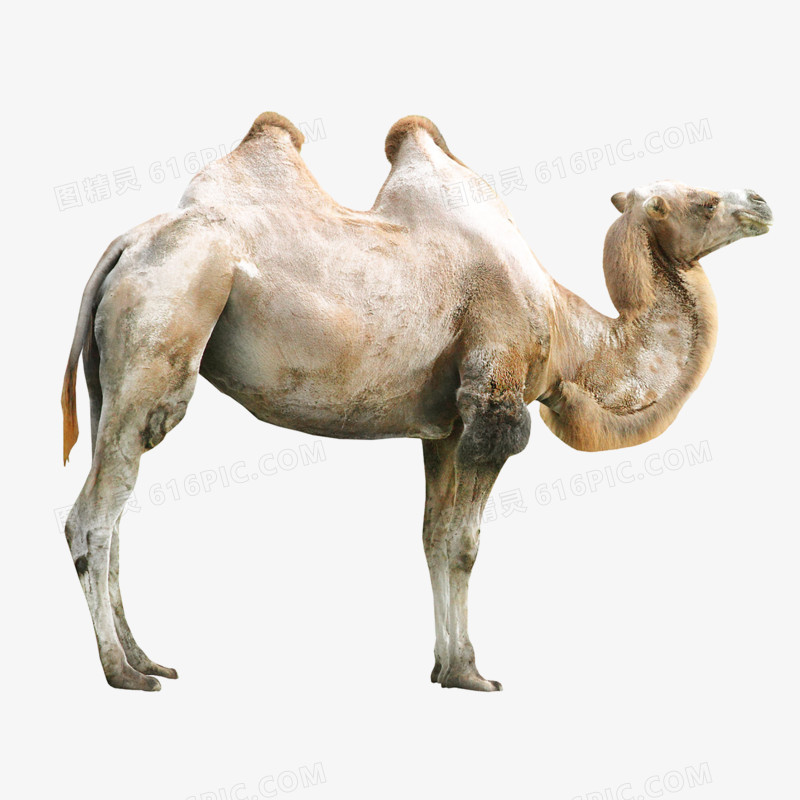 动物骆驼高清免抠元素