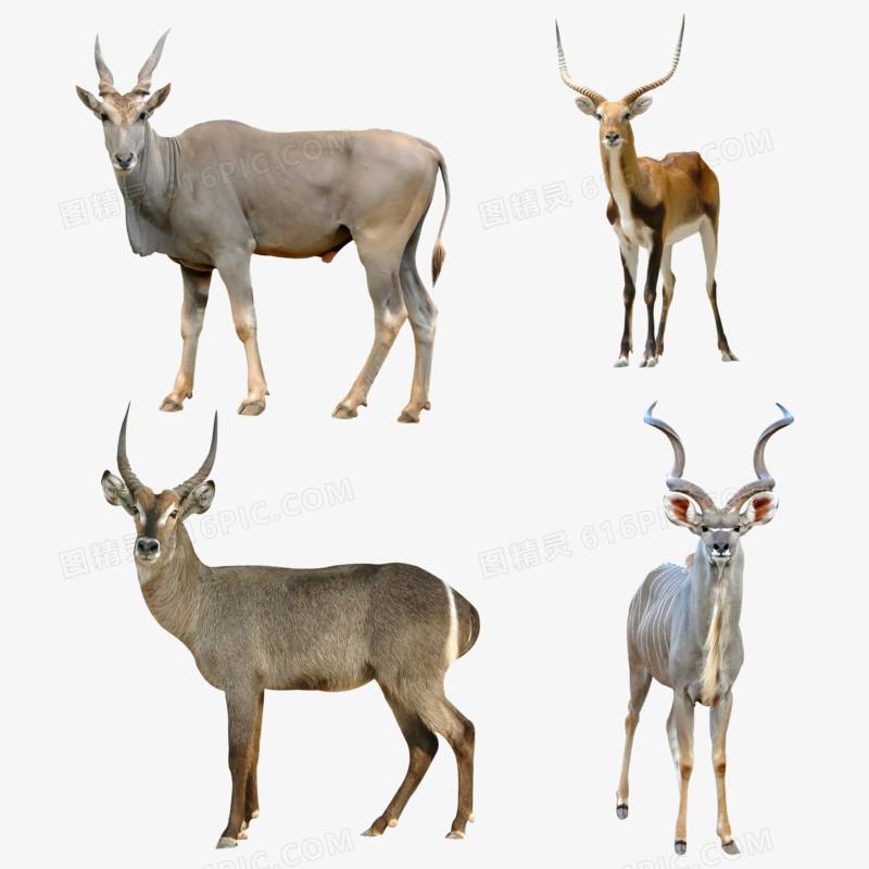野生动物羚羊系列免抠元素