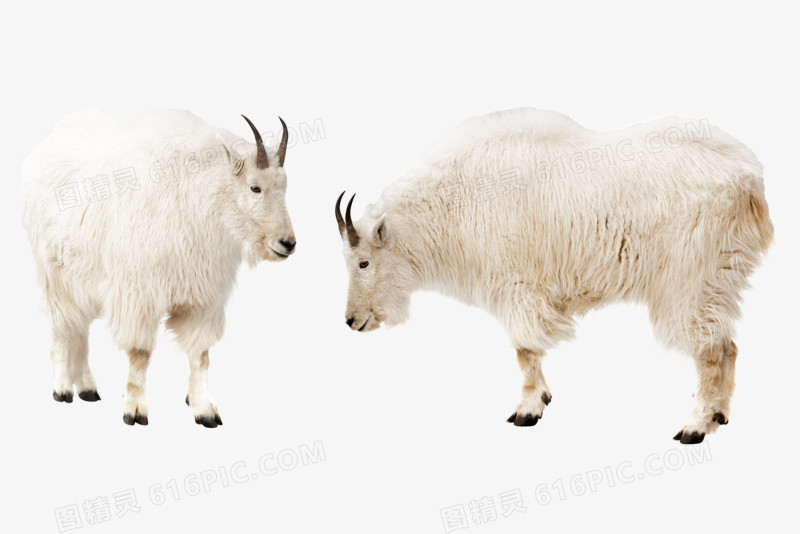 野生动物羊系列免抠元素