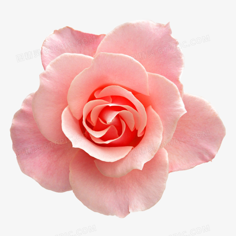玫瑰花高清免抠元素