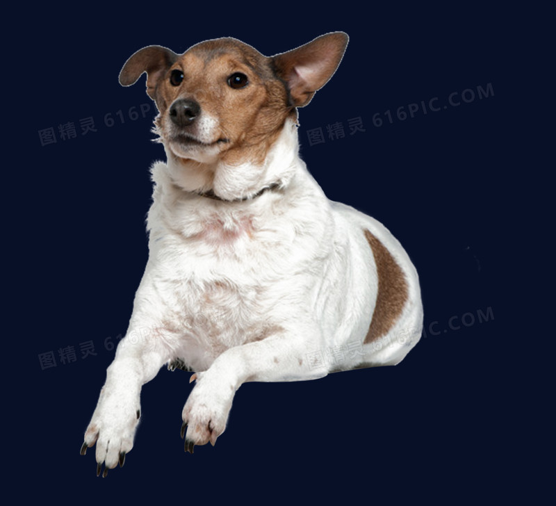宠物狗高清免抠元素