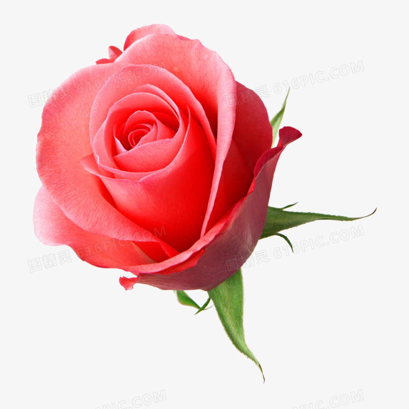 玫瑰花高清免抠元素