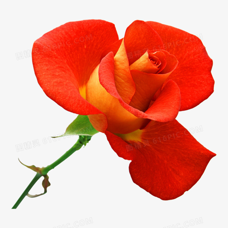 玫瑰花高清免抠元素