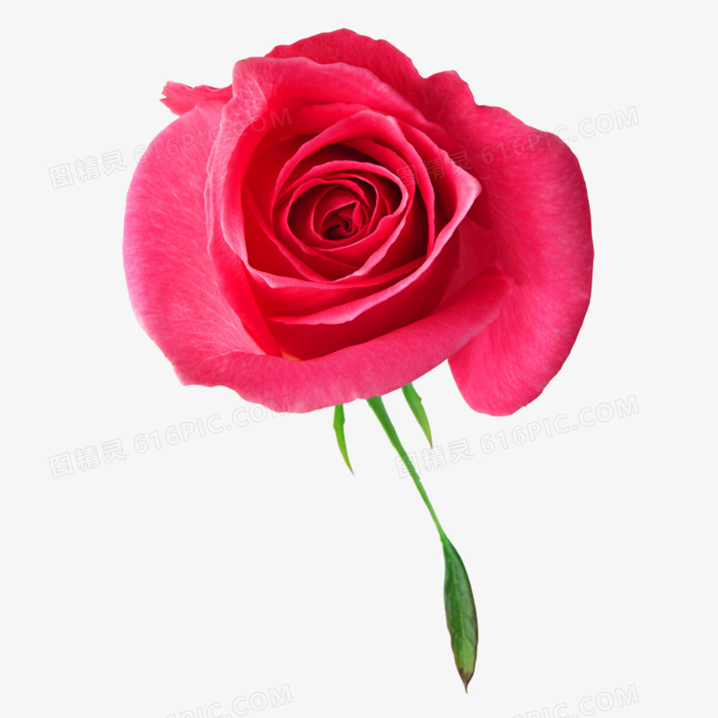 玫瑰花高清免抠元素