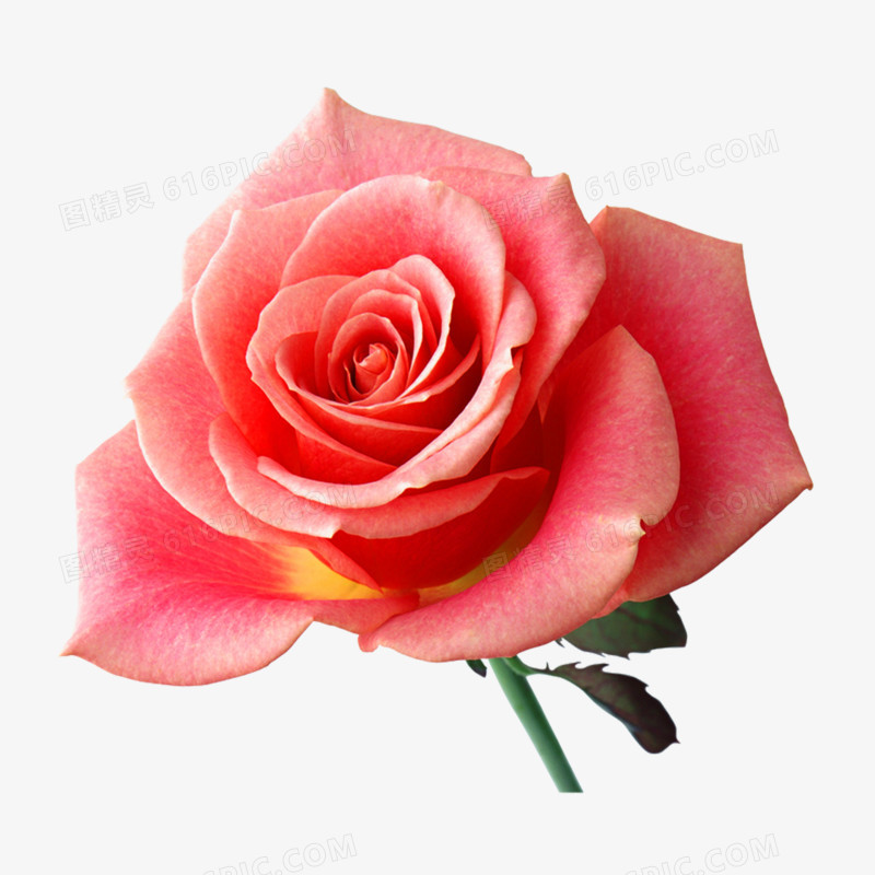 玫瑰花高清免抠元素