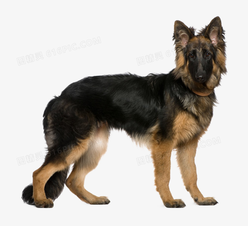 犬类德牧实物高清免抠元素