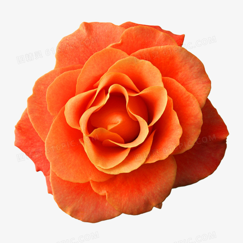 玫瑰花高清免抠元素