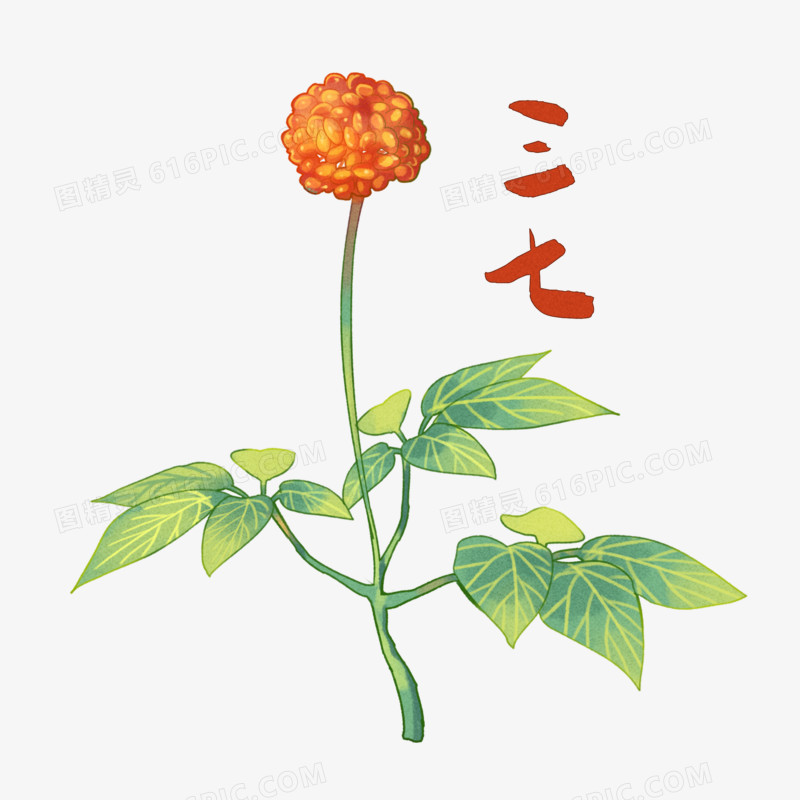 中国中草药植物三七元素