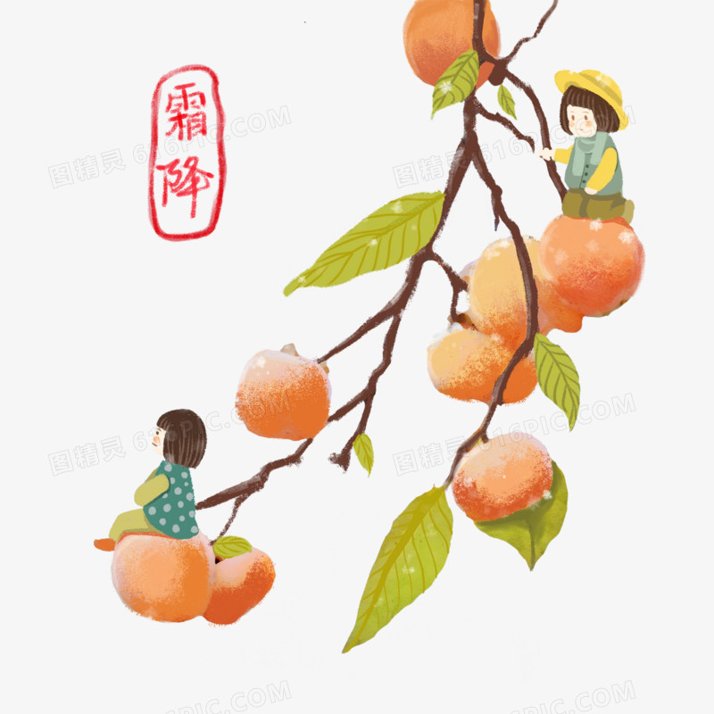 霜降节气节日柿子树枝手绘插画元素