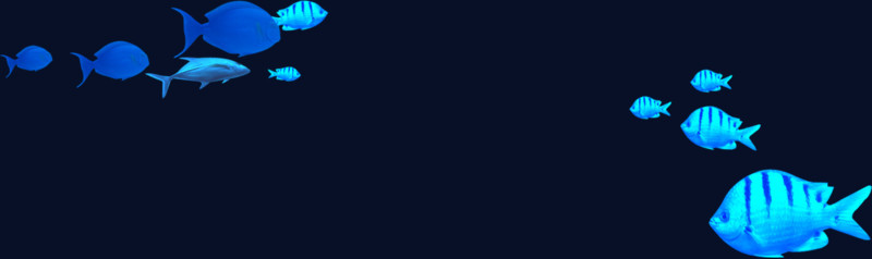 蓝色的热带鱼