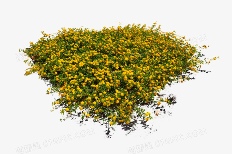 黄色花朵绿色叶子png素材