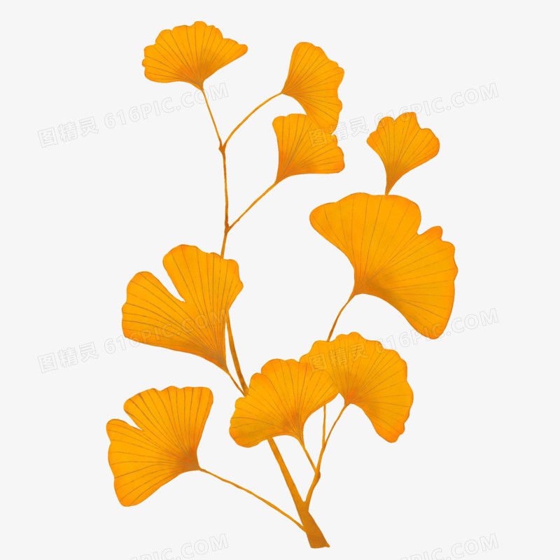 秋天黄色银杏叶银杏树秋天植物免抠元素