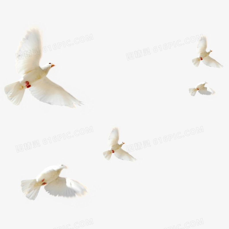 飞鸽鸽子飞素材  白色 和平鸽