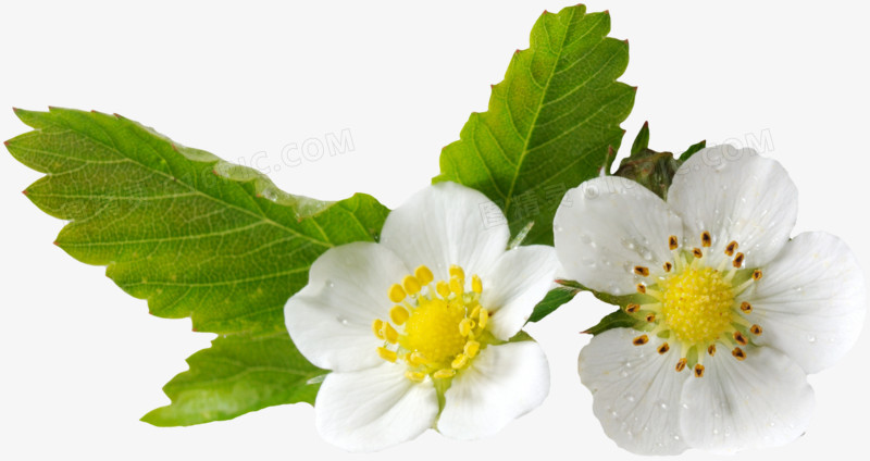 绿植花卉抽象花朵图片  清新白色小花