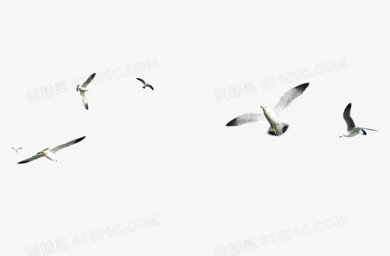 鸽子图片素材放飞鸽子素材  飞翔的海鸥