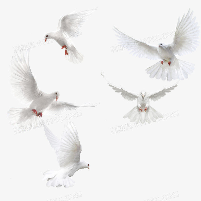 翅膀鸽子素材  白色的鸽子