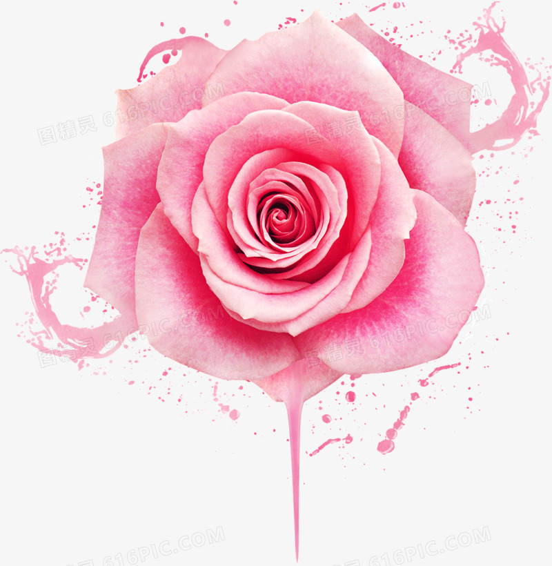 水墨背景粉色玫瑰花