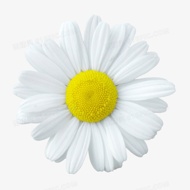 背景元素花朵海报背景 白色花朵