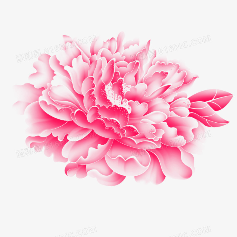 牡丹