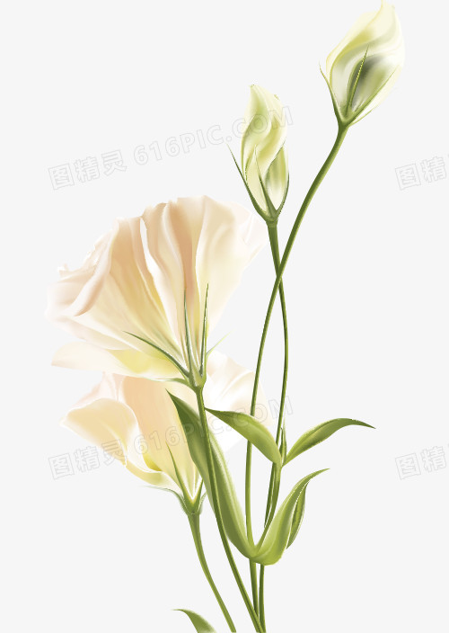 百合白色花