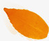 黄色秋季漂浮树叶