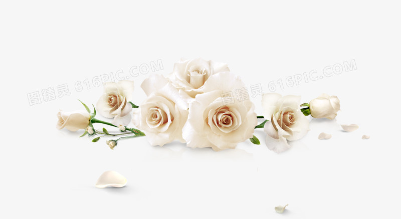 几朵白玫瑰png素材