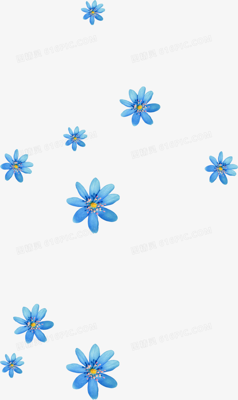 蓝色 小花