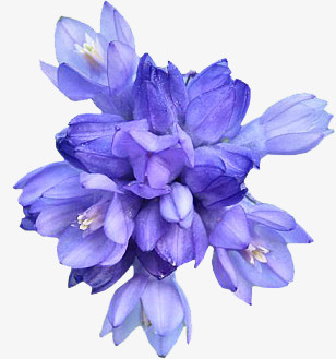 蓝色手绘 花卉 png素材