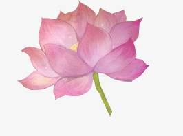 手绘荷花png素材