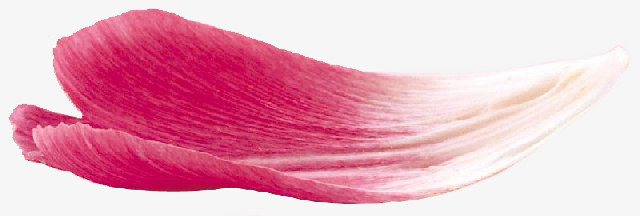 花瓣 穗子PNG免抠图素材