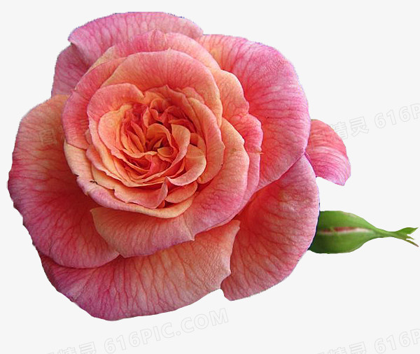 月季红花
