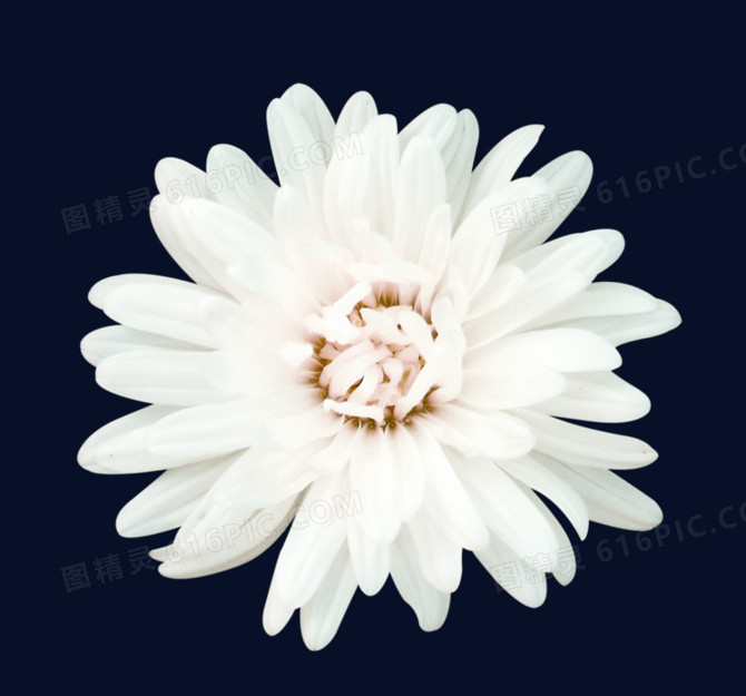 白色花朵 白色花蕊png素材