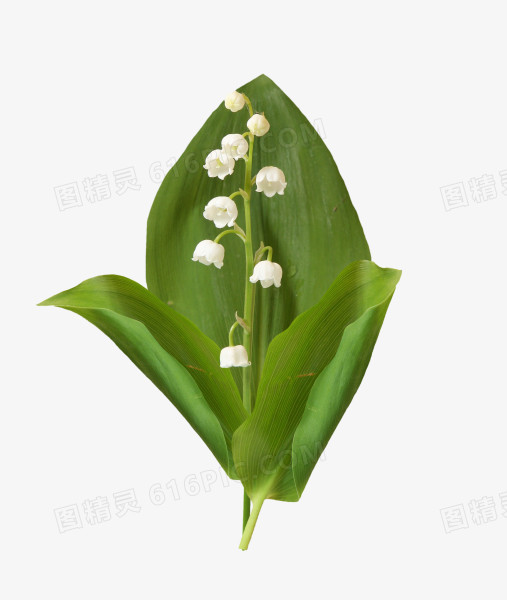 绿叶包白花免抠PNG图片素材