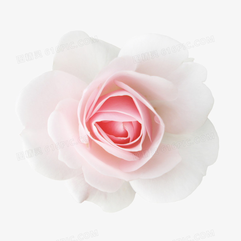 花朵图片素材手绘鲜花 粉色玫瑰花