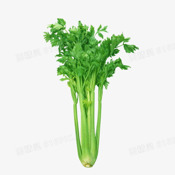 蔬菜图片素描 芹菜