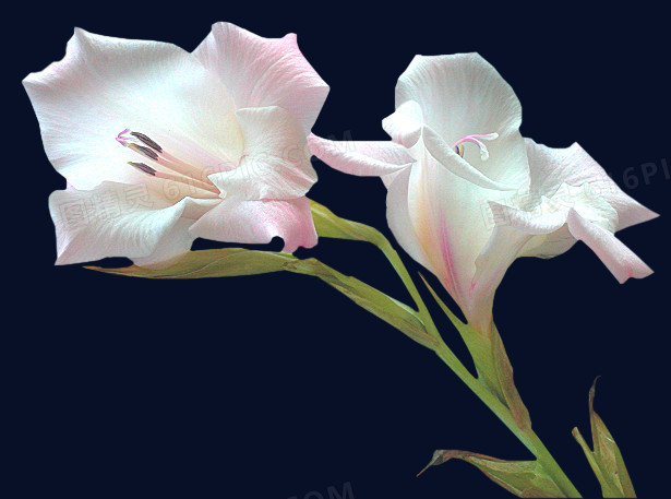 水墨白色花朵